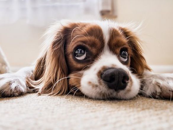 ¿Se pueden prohibir las mascotas en una Comunidad de Vecinos?